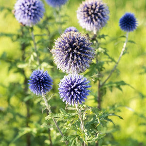 Globe Thistle | Echinops ritro Perennial Bedding