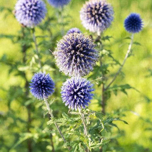 Globe Thistle | Echinops ritro Perennial Bedding