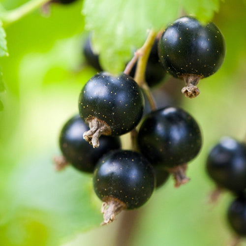 'Baldwin' Blackcurrant Plant Soft Fruit