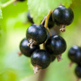 'Baldwin' Blackcurrant Plant Soft Fruit