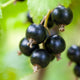 'Baldwin' Blackcurrant Plant Soft Fruit