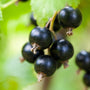 'Baldwin' Blackcurrant Plant Soft Fruit