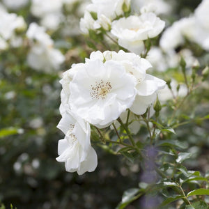 'Flower Carpet White' Carpet Rose Shrubs