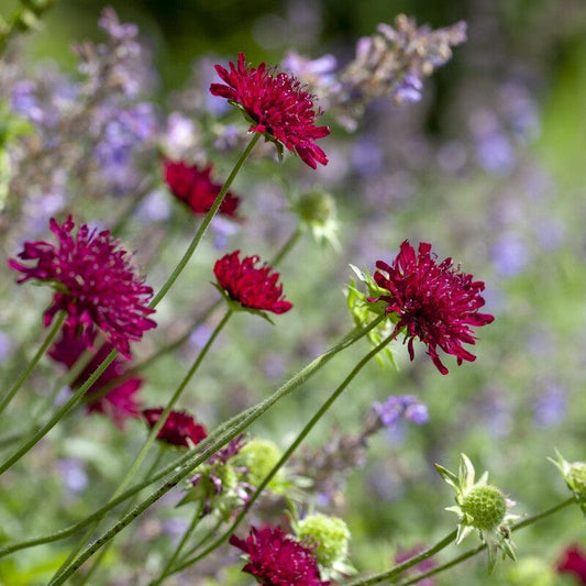Knautia macedonica Perennial Bedding