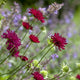 Knautia macedonica Perennial Bedding