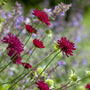 Knautia macedonica Perennial Bedding