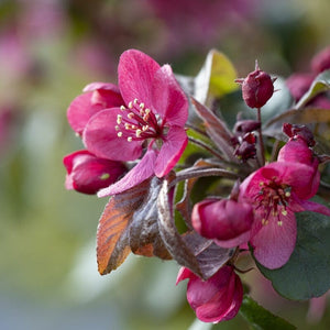 'Scarlett' Crabapple Tree Fruit Trees