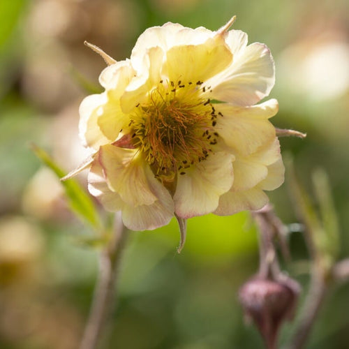 Geum 'Pretticoats Peach' Perennial Bedding