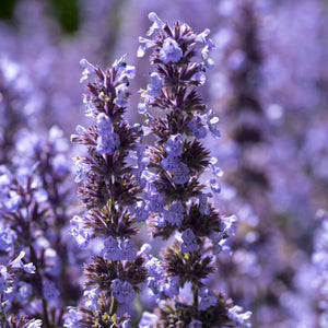 Catmint 'Cat's Pyjamas' | Nepeta Perennial Bedding