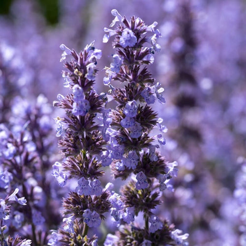 Catmint 'Cat's Pyjamas' | Nepeta Perennial Bedding
