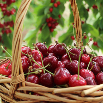 Cordon Apple Trees: A Complete Guide – Roots Plants