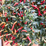 Grafted Chilli Pepper 'Basket of Fire' Plant Vegetable Plants