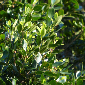 Bay Laurel Tree | Laurus Nobilis Ornamental Trees