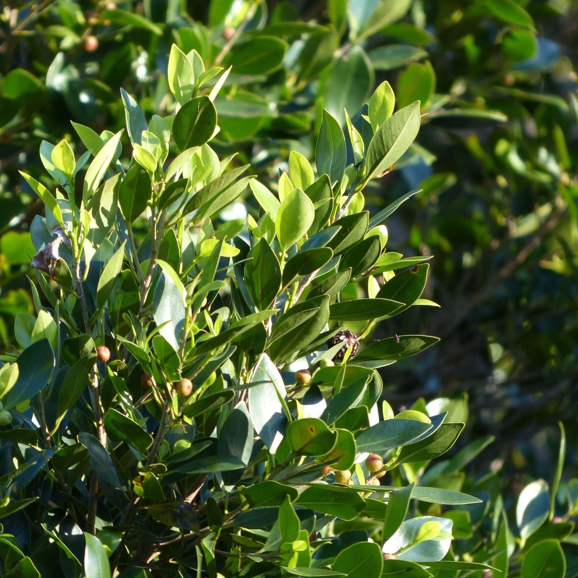Laurus Tree Bay Laurel Tree | Laurus nobilis – Roots Plants