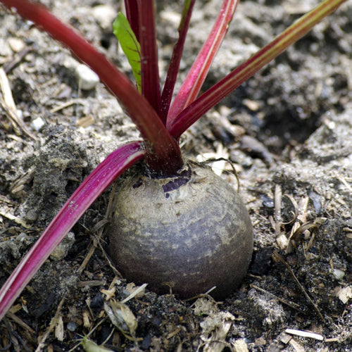 'Darko' Beetroot Plants Vegetables