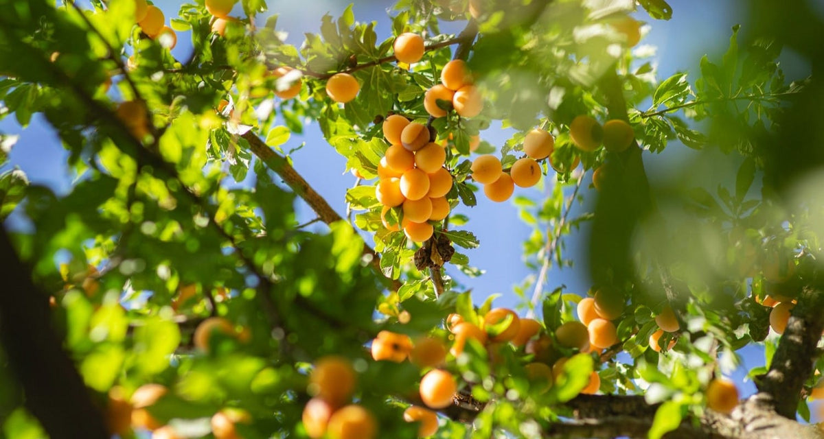 Which Apricot Tree is Best for UK Gardens? Roots Plants