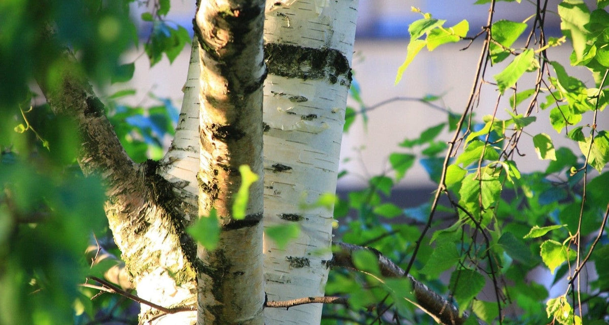 Best Birch Trees Grower’s Roots Plants
