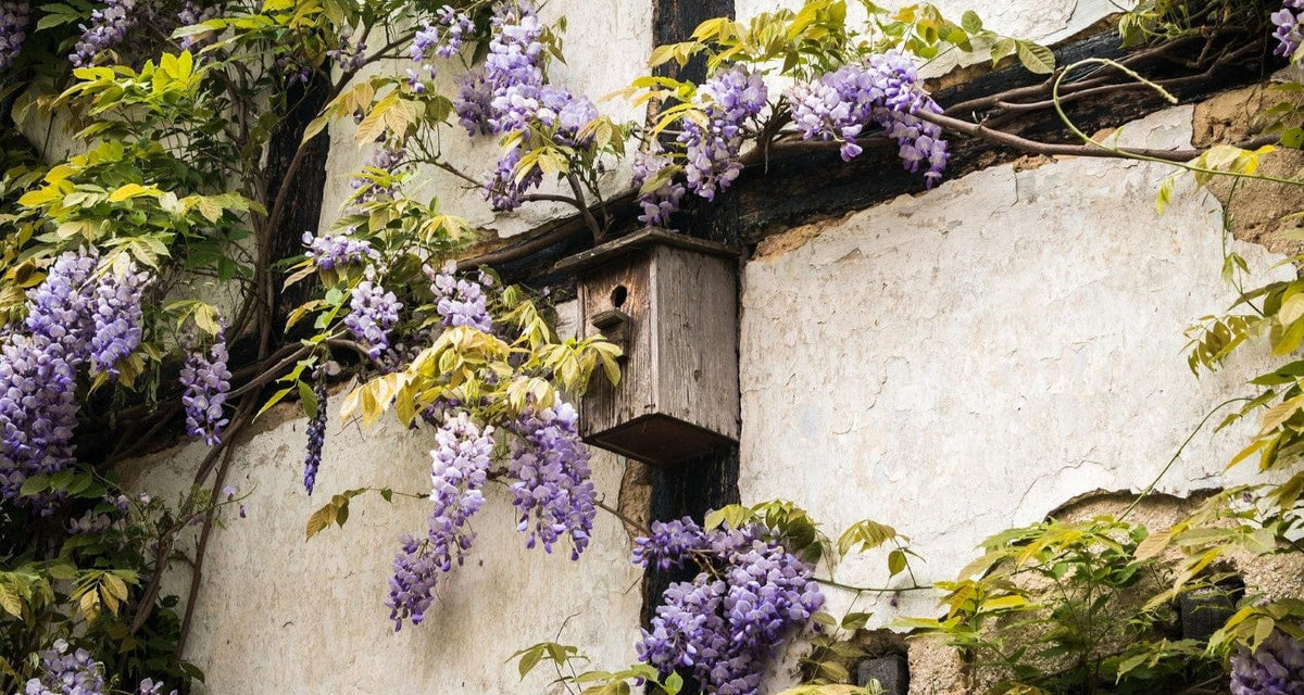 The 5 Best Climbers for Walls Roots Plants