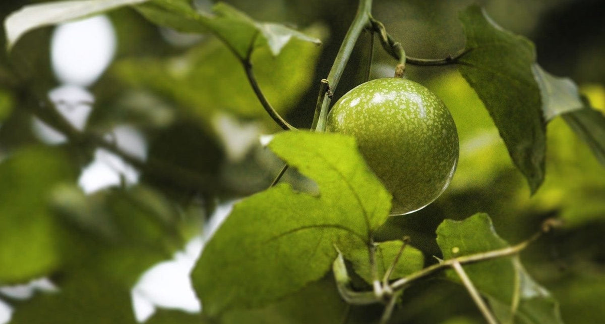 The Five Best Climbing Fruit Plants Roots Plants