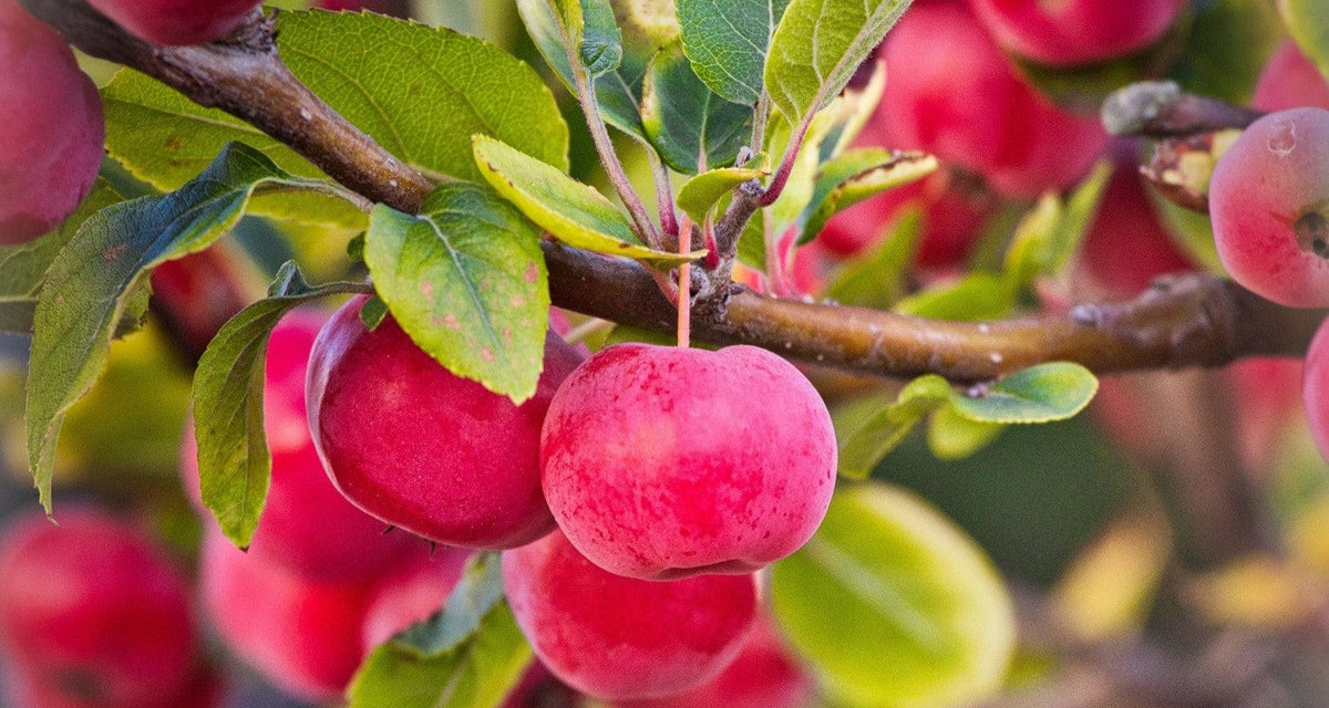 Which is the Best Crabapple Tree for Your Garden? Roots Plants