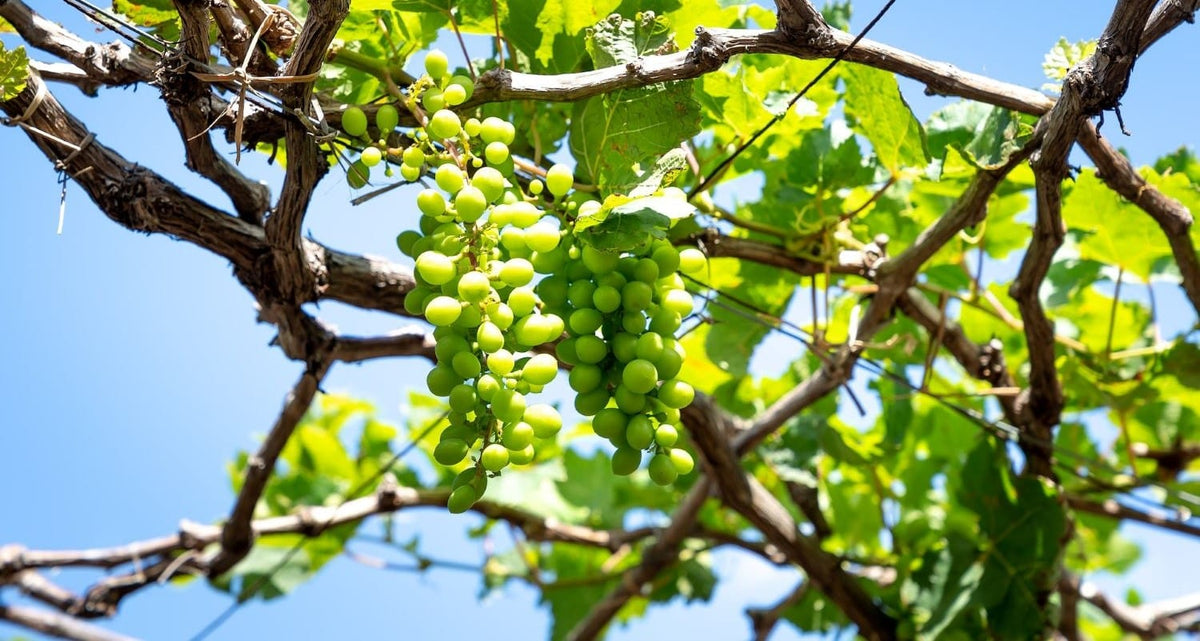 The Best Grapes to Grow in UK Gardens Roots Plants