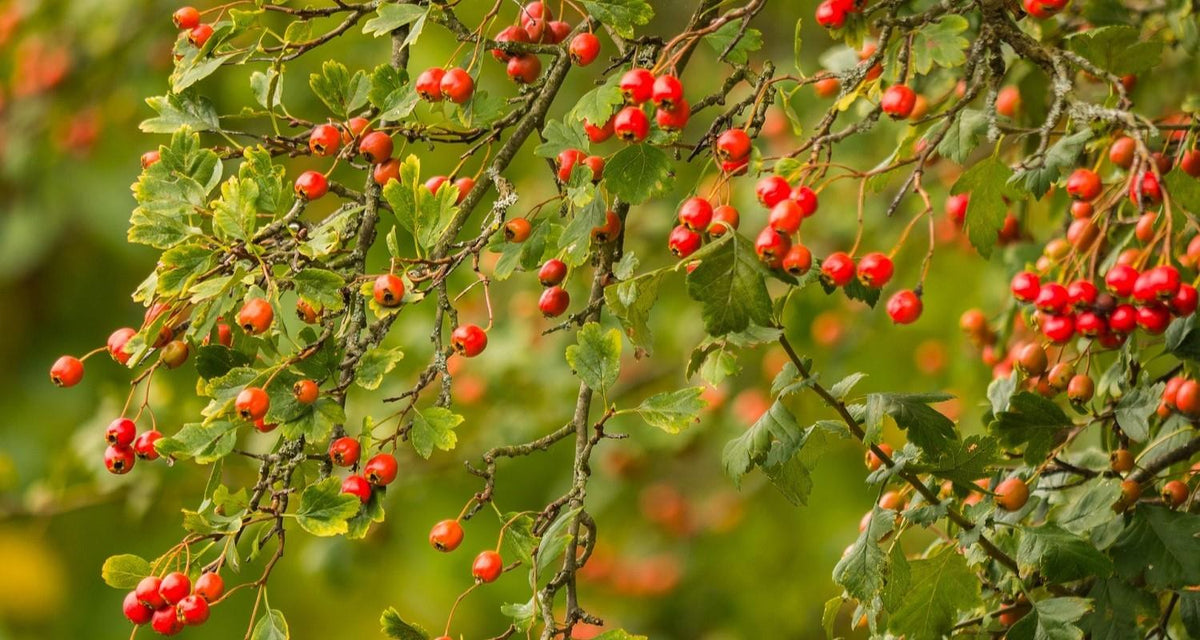 The Best Hawthorn Trees to Grow in the UK – Roots Plants