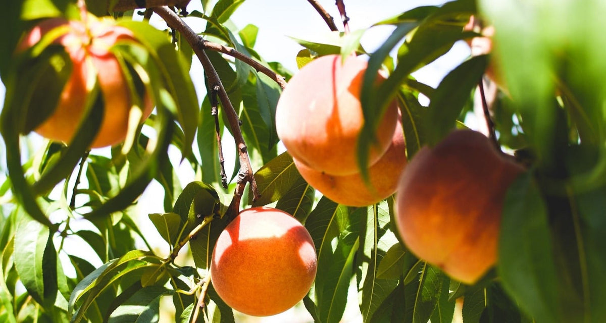 Choosing the Right Peach Tree for Your Garden Roots Plants