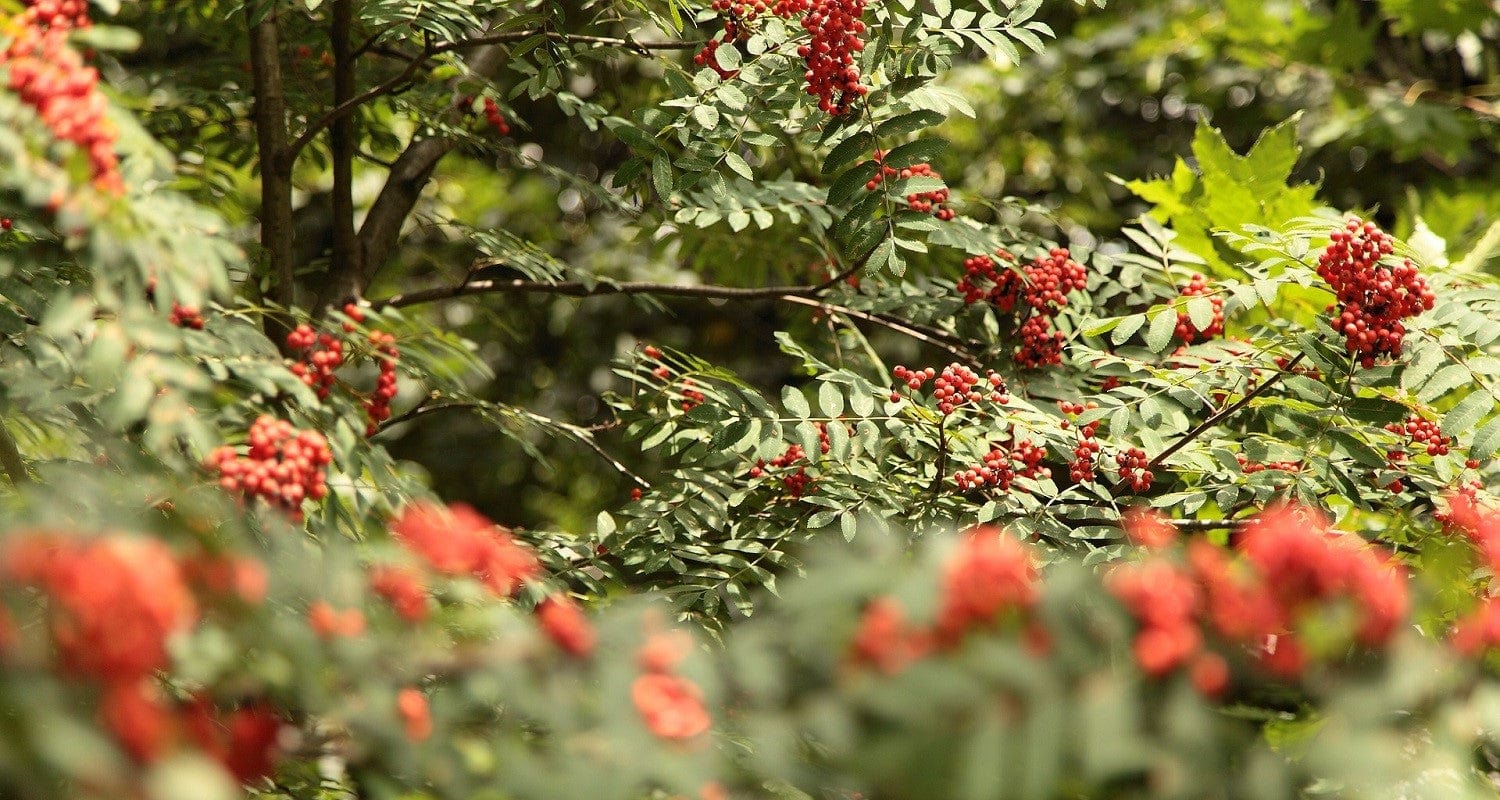 Rowan Treesize Is a Rowan Tree Right for My Garden? – Roots Plants