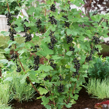 Big Ben Blackcurrant Bush Soft Fruit