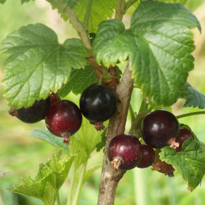 Big Ben Blackcurrant Bush Soft Fruit