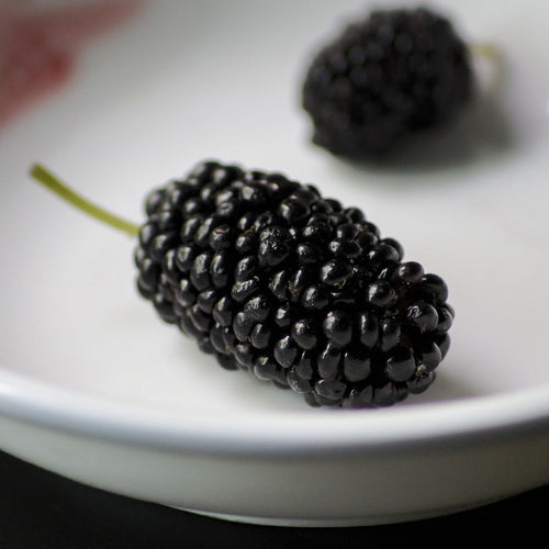 Black Mulberry Plant | Morus nigra Soft Fruit