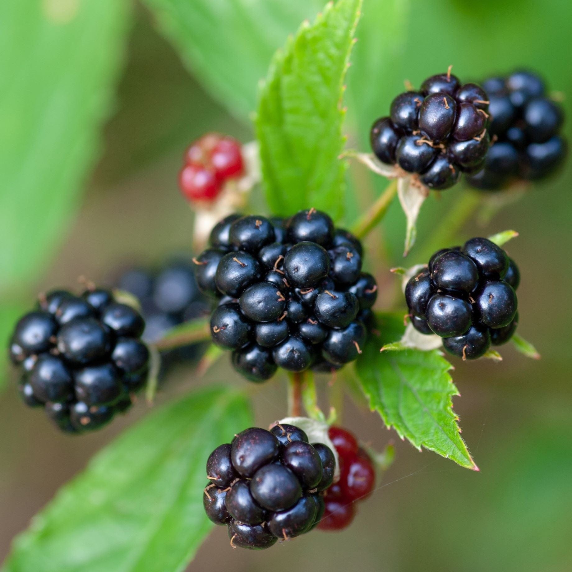 'Tiny Black' Blackberry Plants – Roots Plants