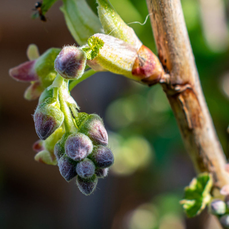 'Titania' Blackcurrant Bush Soft Fruit