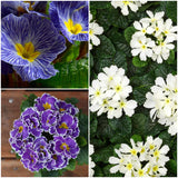 Blue and Purple Primroses Collection Annual bedding