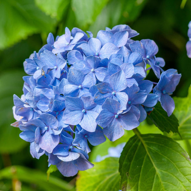 Hydrangea macrophylla 'Little Blue' Shrubs