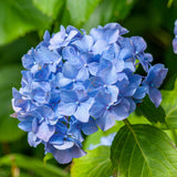 Hydrangea macrophylla 'Little Blue' Shrubs