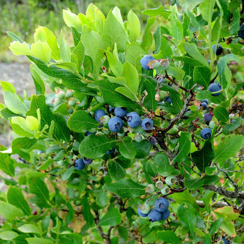 'Duke' Blueberry Bush Soft Fruit