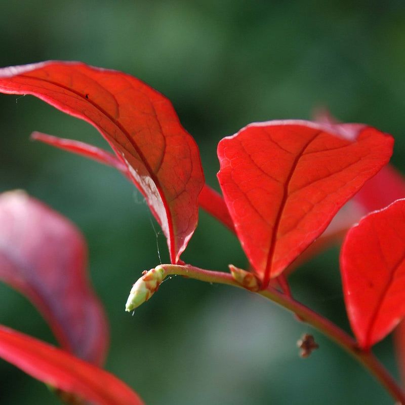 'Northland' Blueberry Bush Soft Fruit