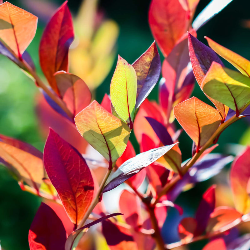 'Goldtraube' Blueberry Bush Soft Fruit