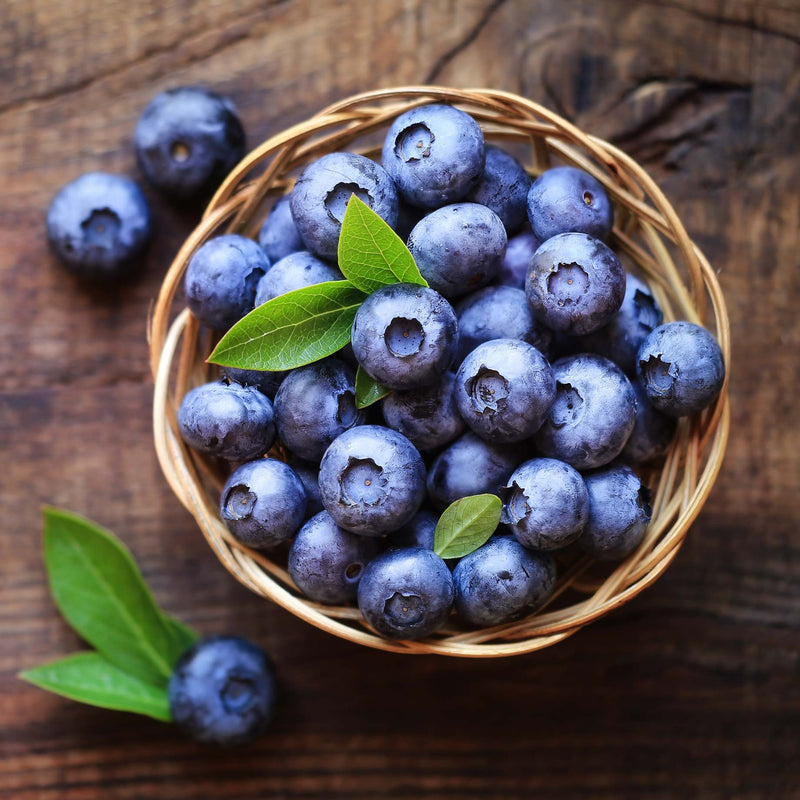 'Northland' Blueberry Bush Soft Fruit