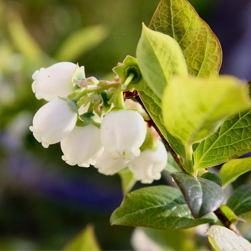 'Goldtraube' Blueberry Bush Soft Fruit