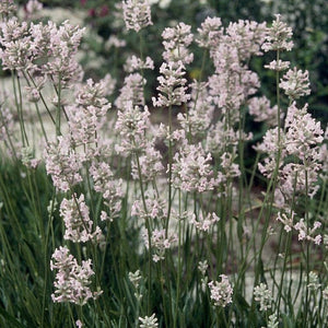 English Lavender 'Rosea' | Lavandula angustifolia Perennial Bedding