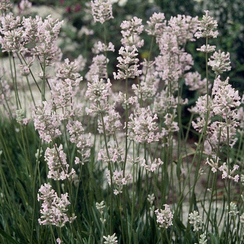English Lavender 'Rosea' | Lavandula angustifolia Perennial Bedding