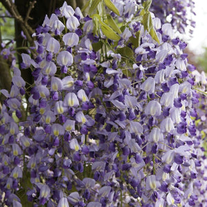 Japanese Wisteria | Wisteria floribunda 'Domino' Climbing Plants