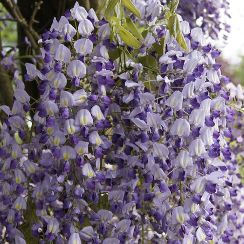 Japanese Wisteria | Wisteria floribunda 'Domino' Climbing Plants