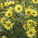 Perennial Sunflower | Helianthus 'Lemon Queen' Perennial Bedding