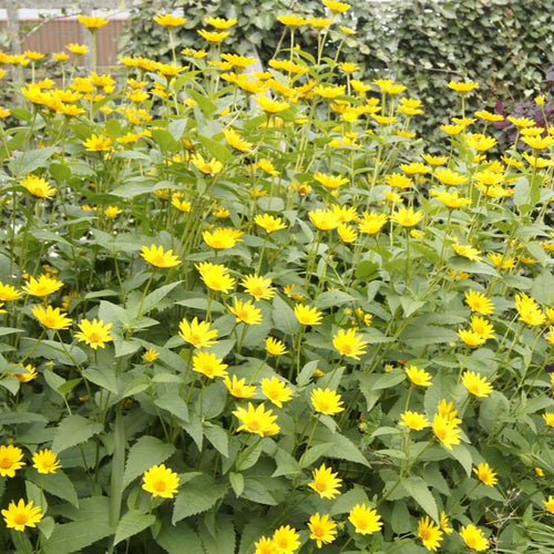 Perennial Sunflower | Helianthus 'Lemon Queen' Perennial Bedding