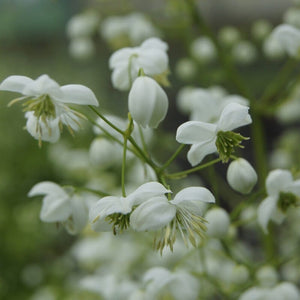 Thalictrum 'Splendide White' Perennial Bedding