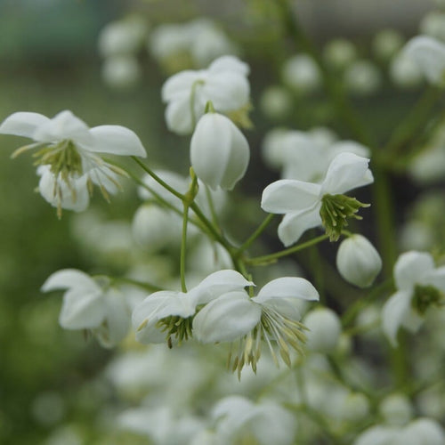 Thalictrum 'Splendide White' Perennial Bedding