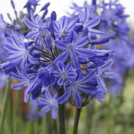 Agapanthus 'Star Quality' | 7.5L Perennial Bedding